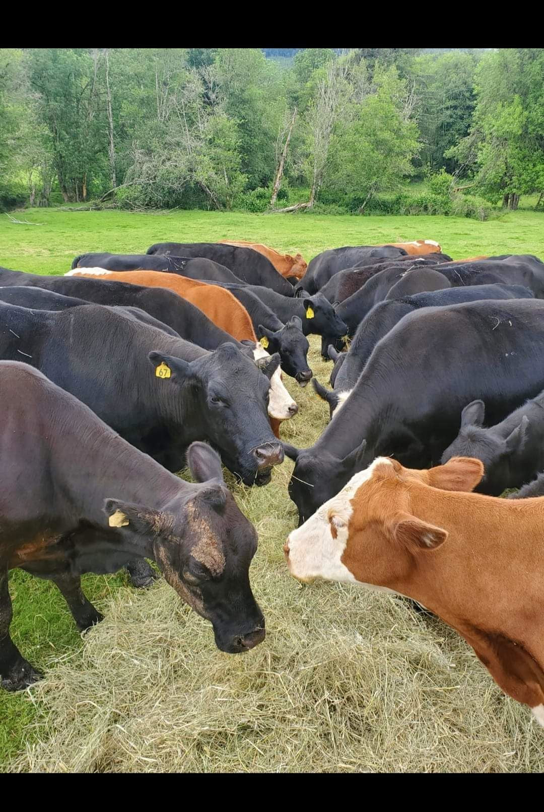 10 LB Premium Pastured Beef Sampler Box
