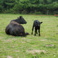 10 LB Premium Pastured Beef Sampler Box