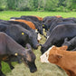 10 LB Premium Pastured Beef Sampler Box