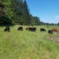 10lb Beef Perfectly Pastured Ground Beef Box