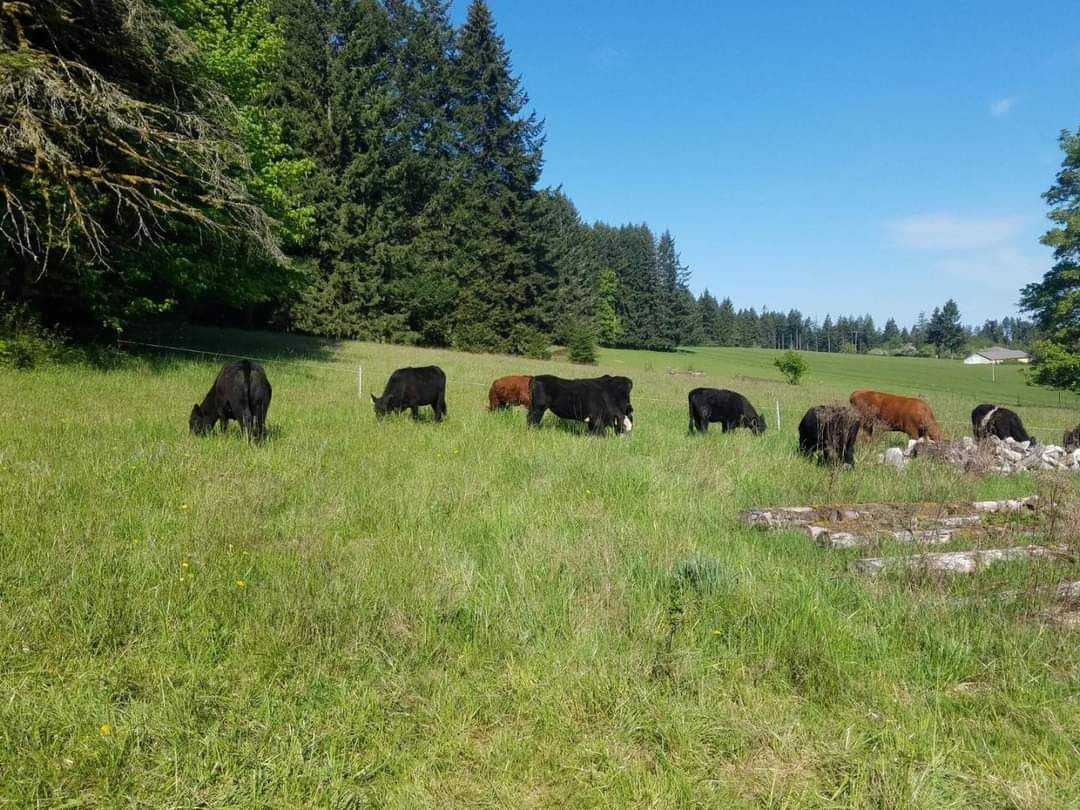 10lb Beef Perfectly Pastured Ground Beef Box