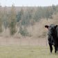 10 LB Premium Pastured Beef Sampler Box