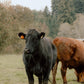 10 LB Premium Pastured Beef Sampler Box