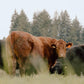 10lb Beef Perfectly Pastured Ground Beef Box